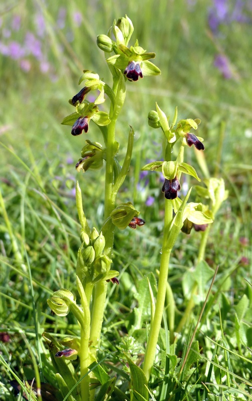 Il lago di Campotosto, orchidee, maltempo eschiarite! maggio/giugno 2023.